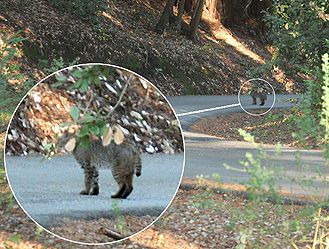 Bobcat on Crossbow Way